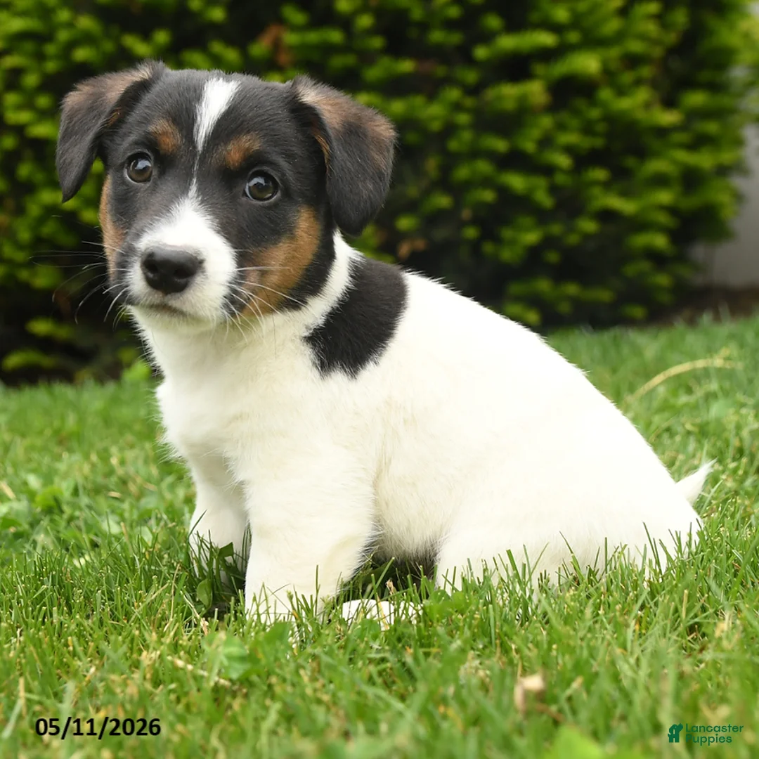 Jack Russell Terrier dogs for sale: Bowser - Ad 1