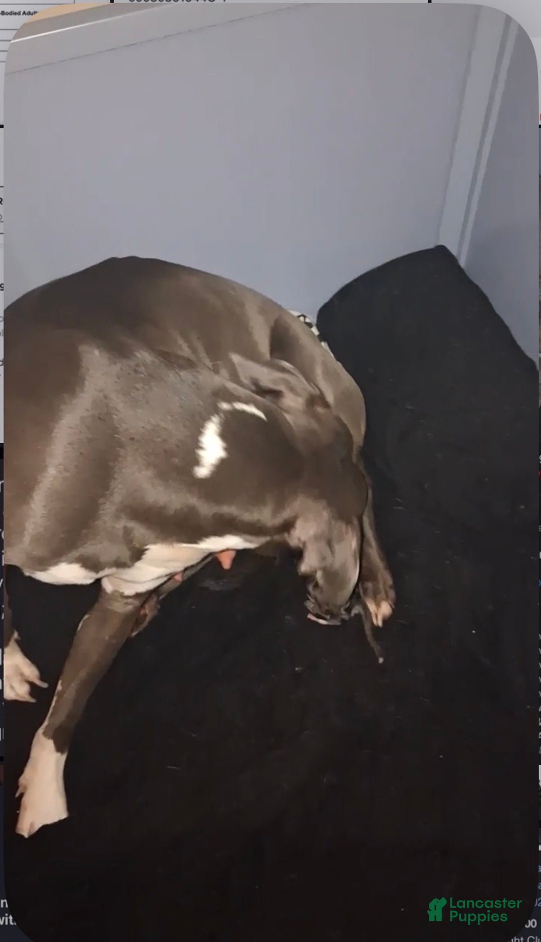 American Pit Bull Terrier dogs for sale: American Pit Bull Terrier Puppy 3 - Ad 2