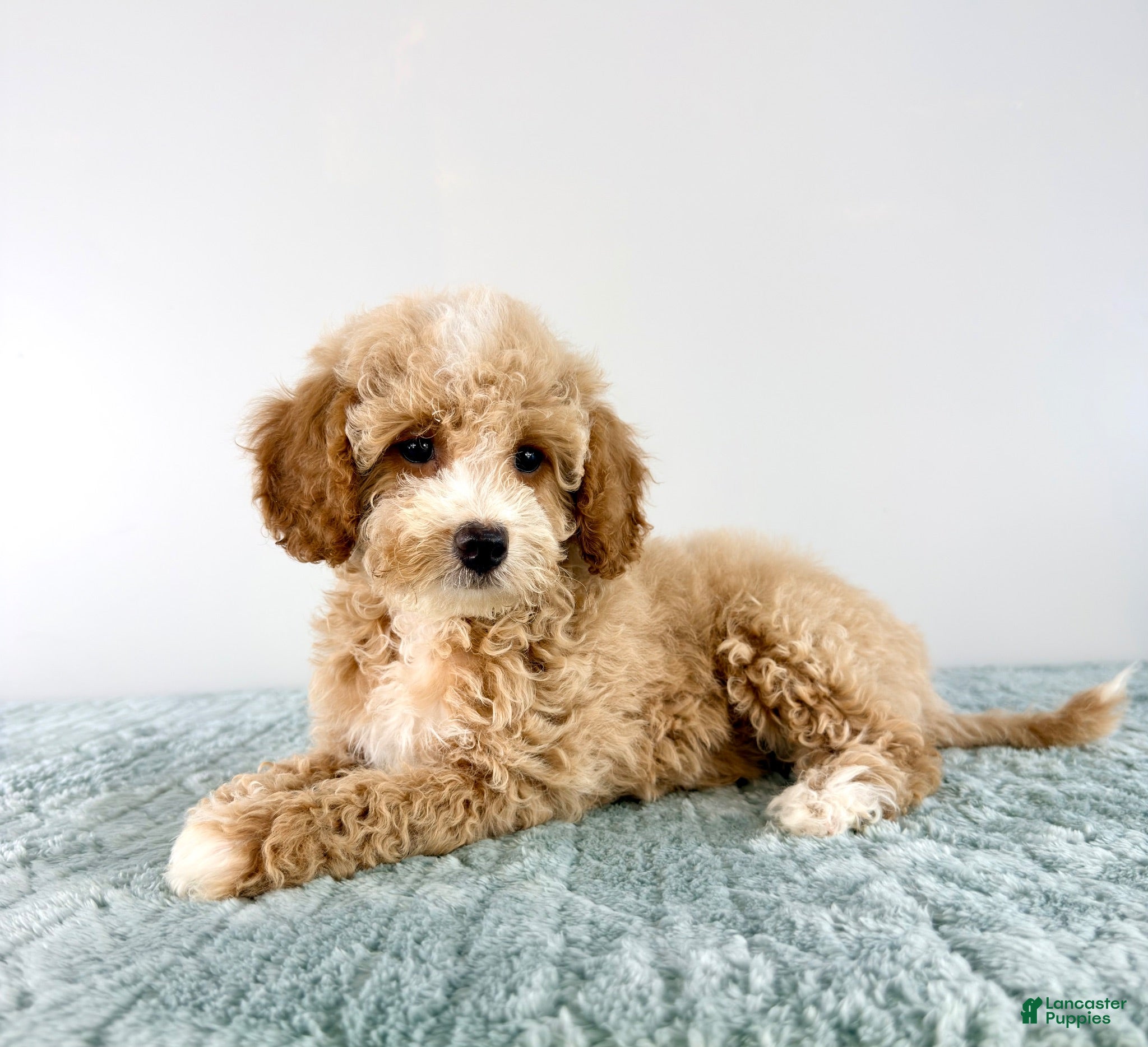 Cavapoo dogs Coconut - Ad 37