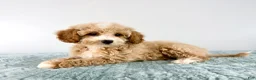 Cavapoo dogs for sale: Coconut - Ad 1
