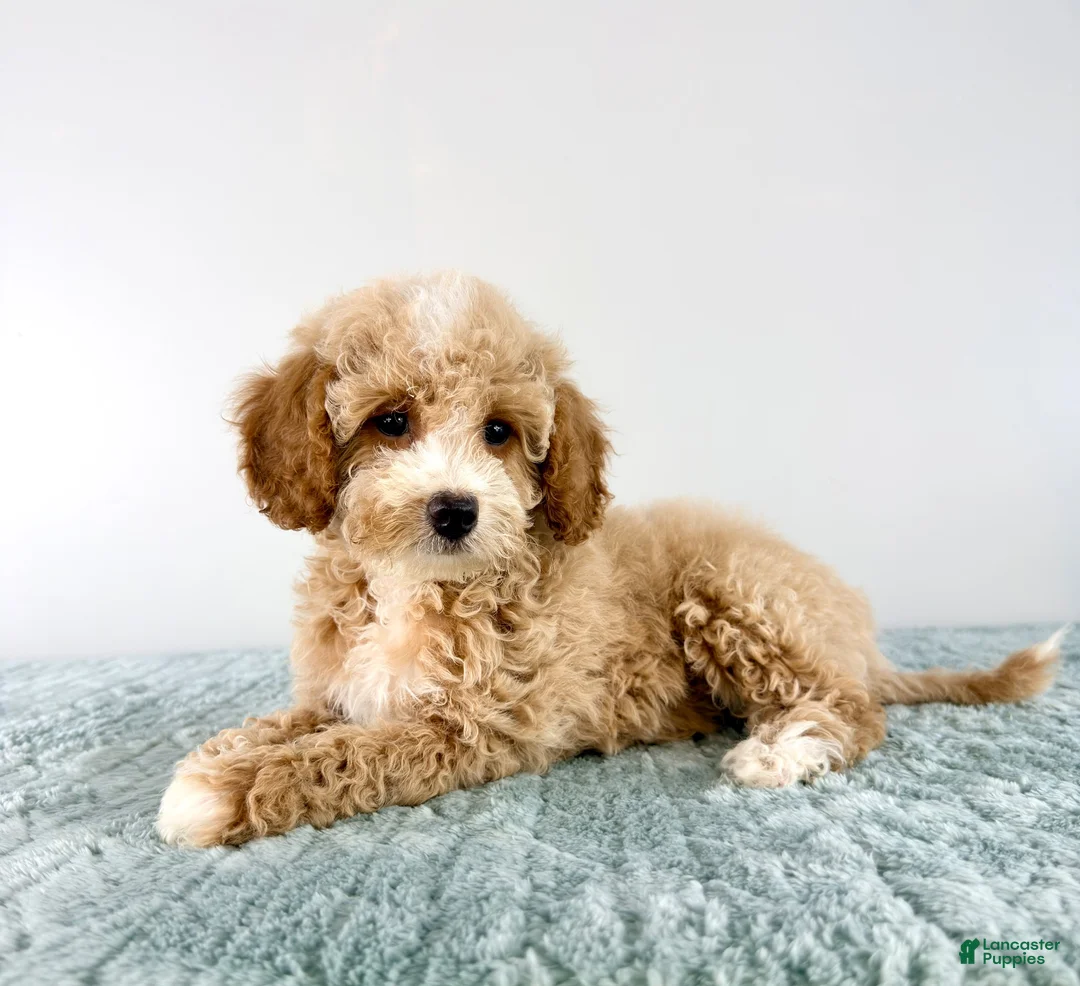Cavapoo dogs for sale: Coconut - Ad 1