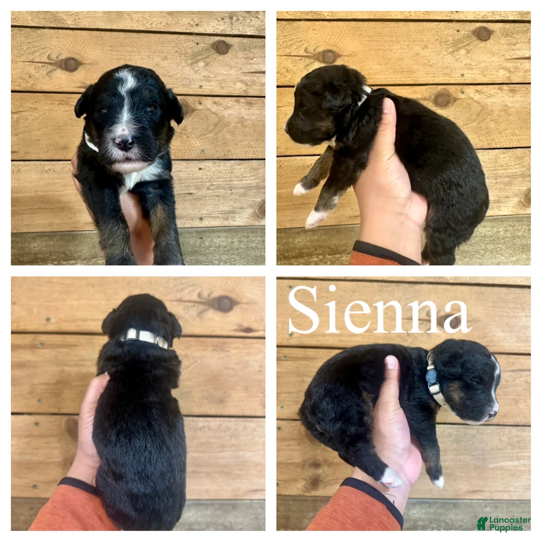 Bernedoodle dogs for sale: Sienna- Standard F1 - Ad 1
