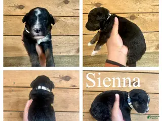 Bernedoodle dogs Sienna- Standard F1 - Ad 30