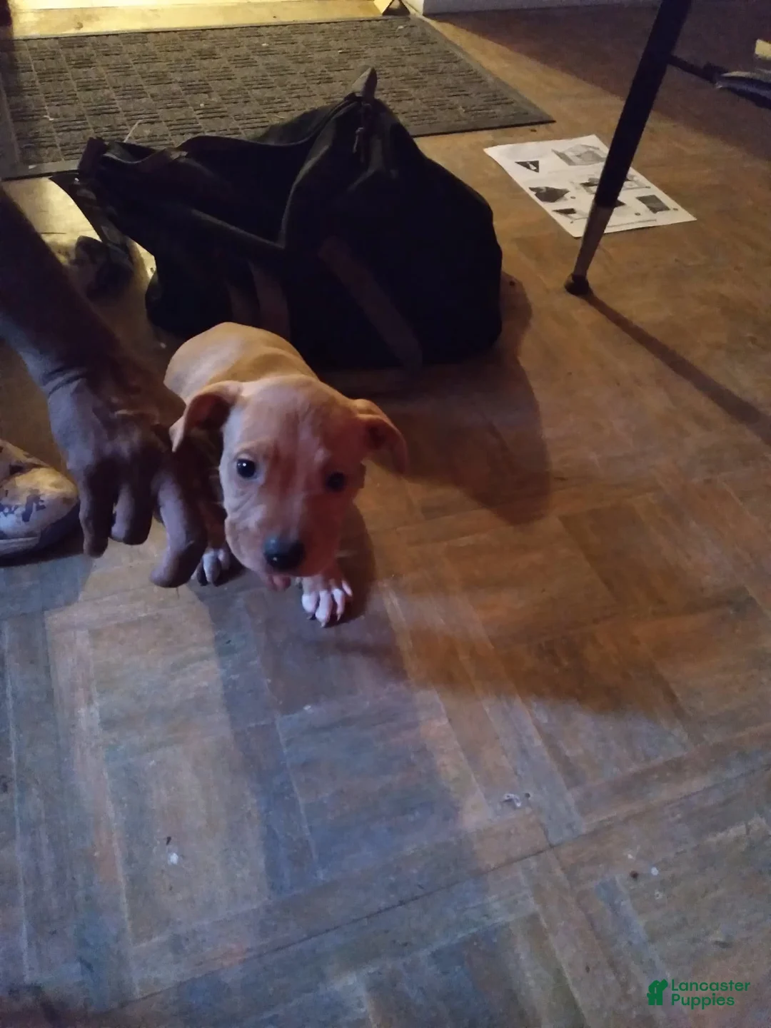 Gallery Image {{count}}