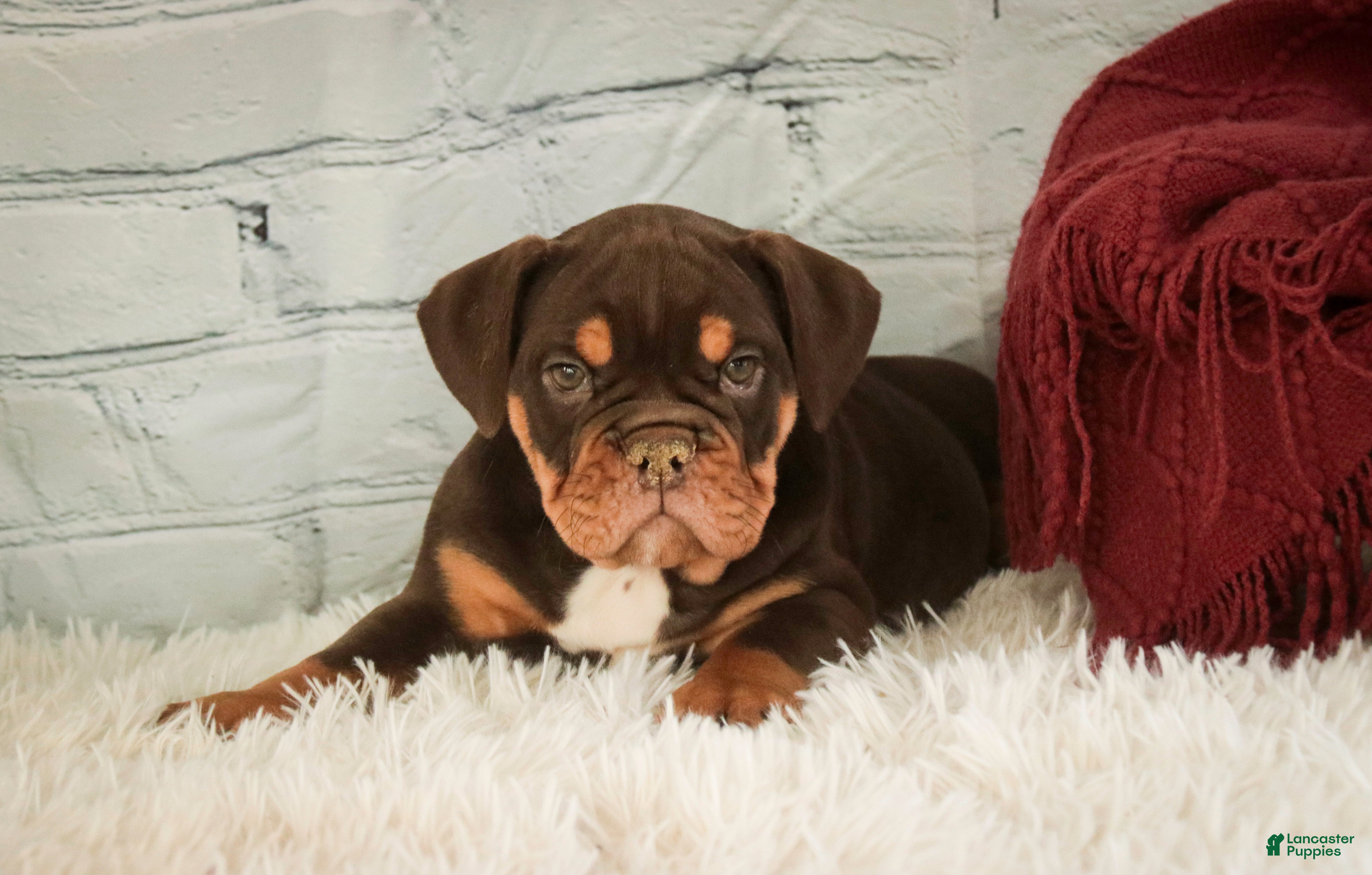 English Bulldog dogs Glamour - Ad 11