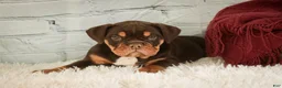 English Bulldog dogs for sale: Glamour - Ad 1