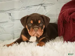 English Bulldog dogs Glamour - Ad 11