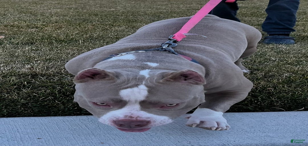 Gallery Image {{count}}