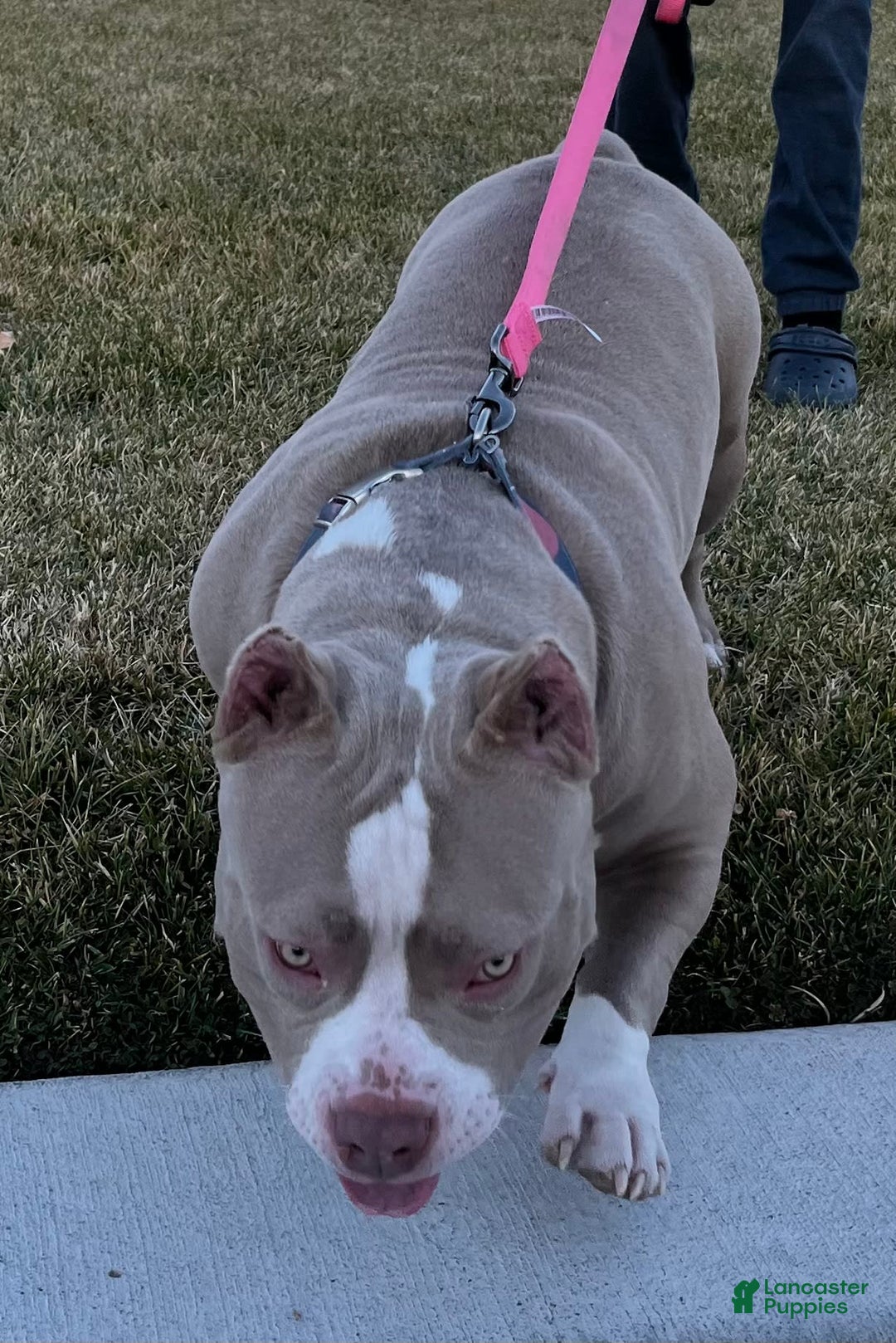 Gallery Image {{count}}