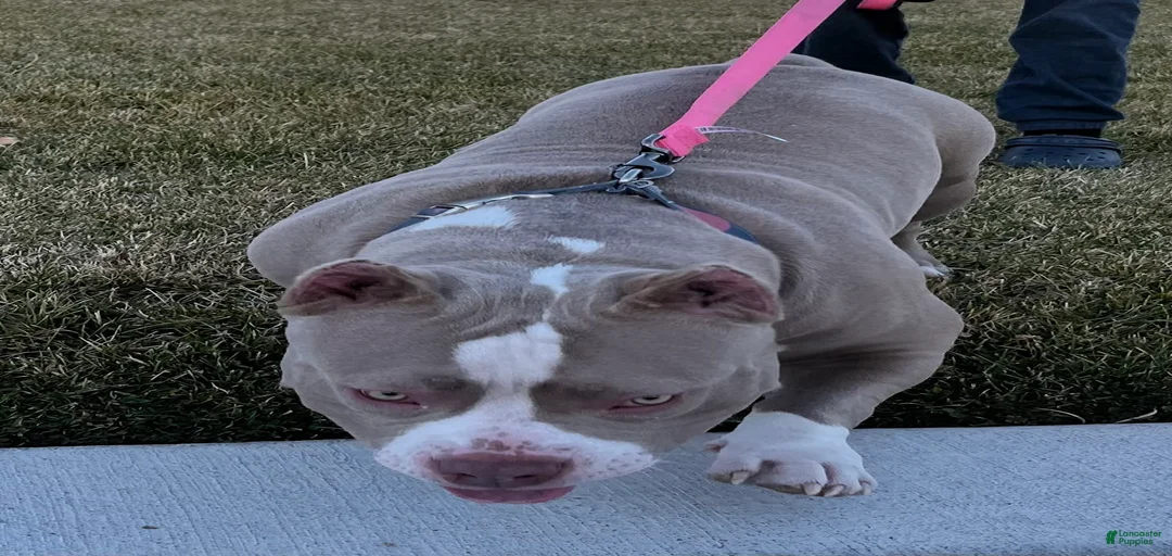 Gallery Image {{count}}