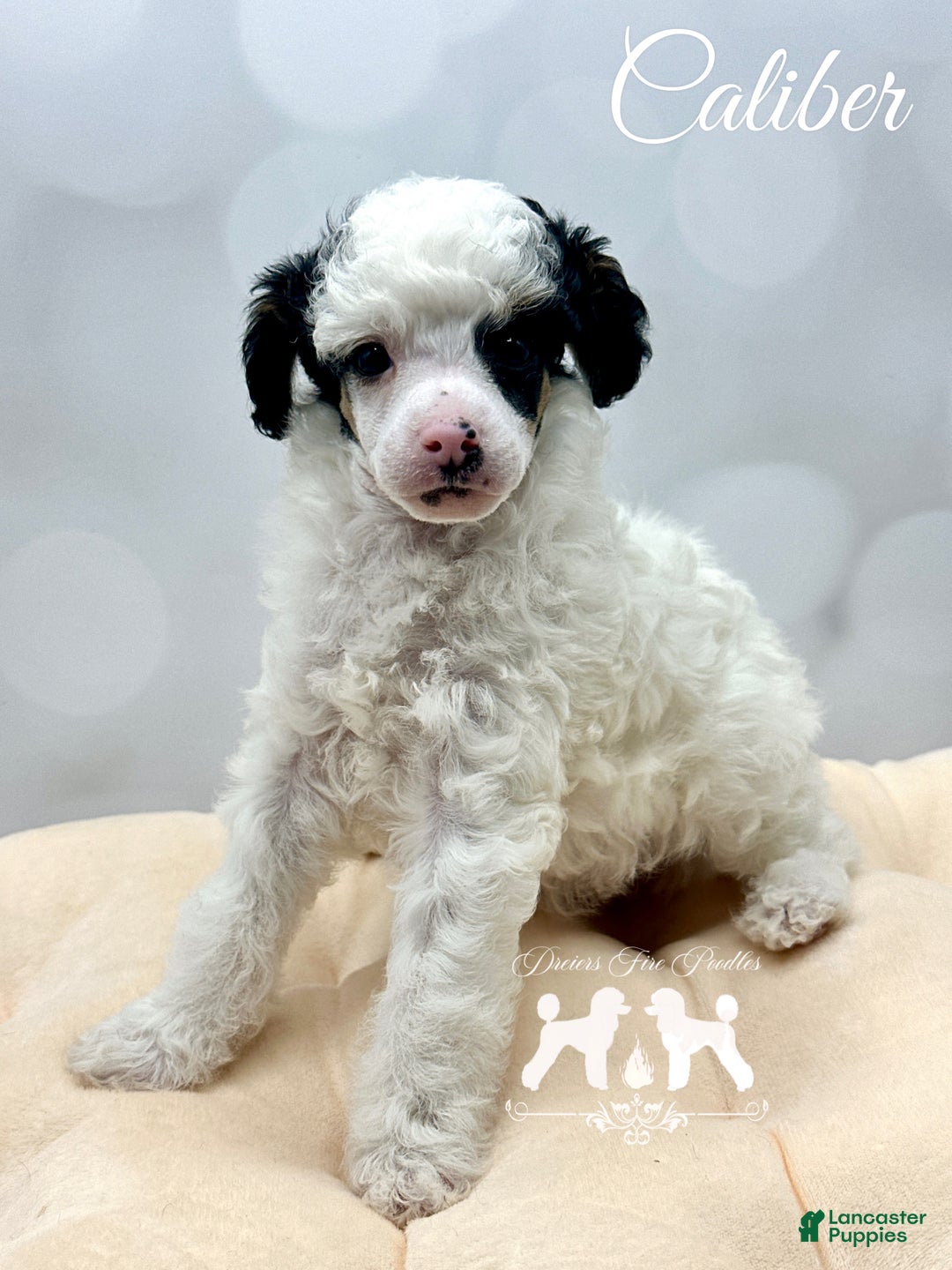 Miniature Poodle dogs for sale: Miniature Poodle Puppy 1 - Ad 2