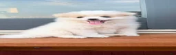 Pomeranian dogs for sale: Pomeranian 1 - Ad 2