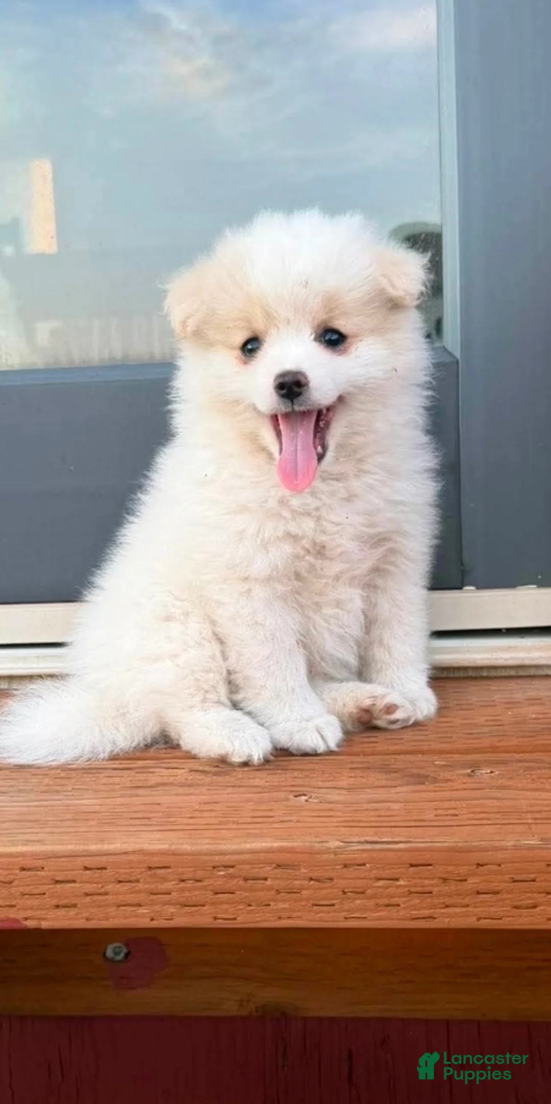 Pomeranian dogs for sale: Pomeranian 1 - Ad 2