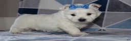 West Highland Terrier dogs for sale: Patsy - Ad 4