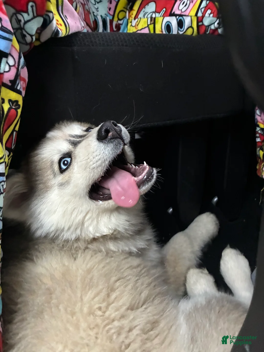 Pomsky dogs for sale: Pomsky Puppy 1 - Ad 4