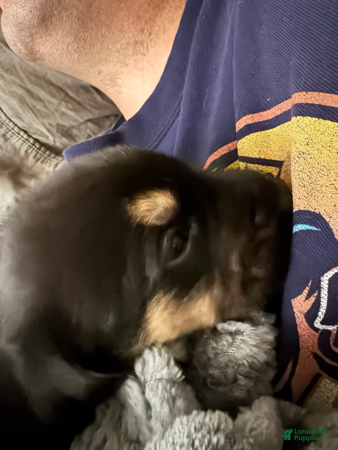 Mixed Breed dogs for sale: Nemo - Ad 1