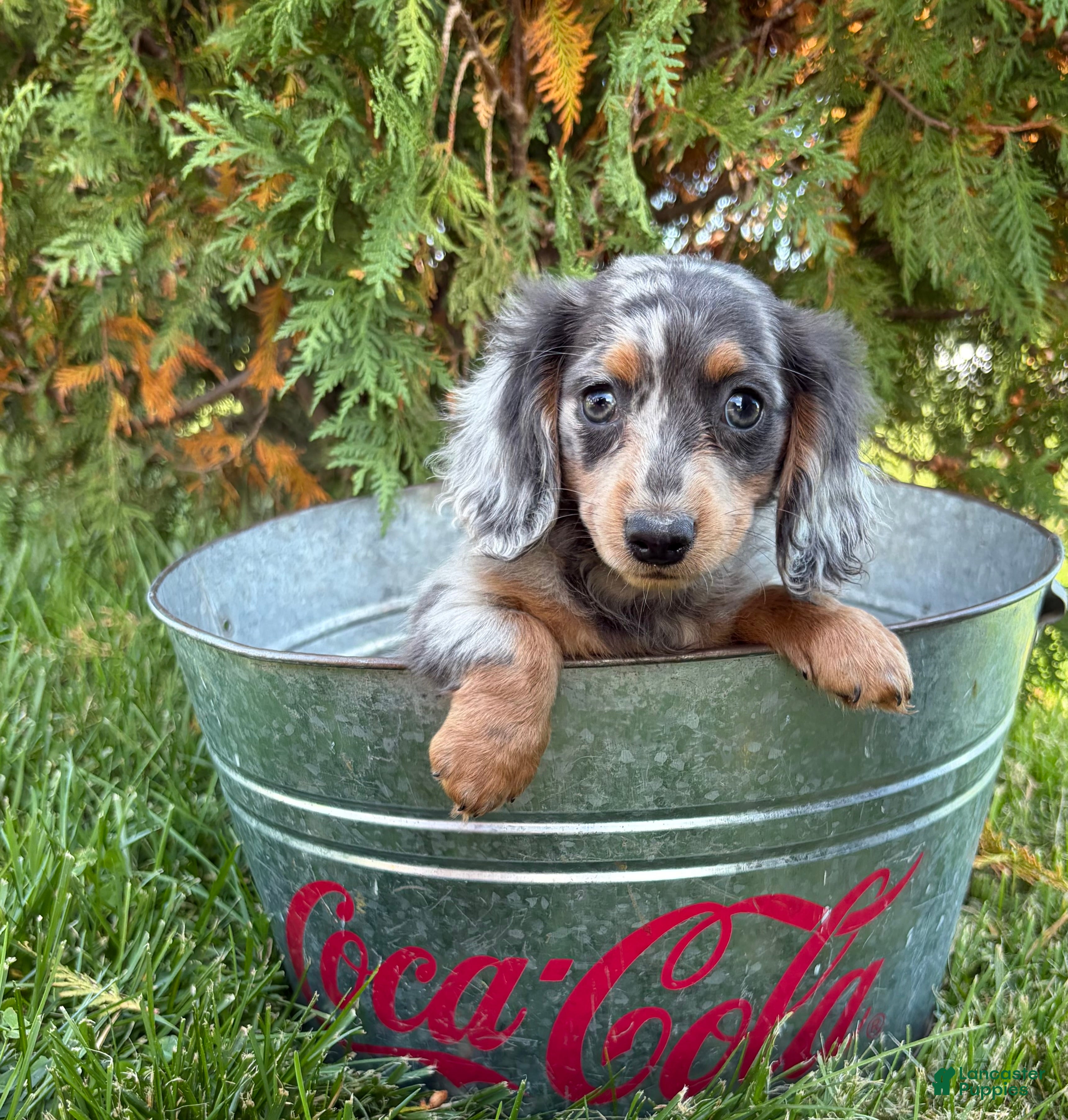 Miniature Dachshund dogs Crew - Ad 2