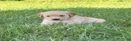 Golden Retriever dogs for sale: Ginny - Ad 2