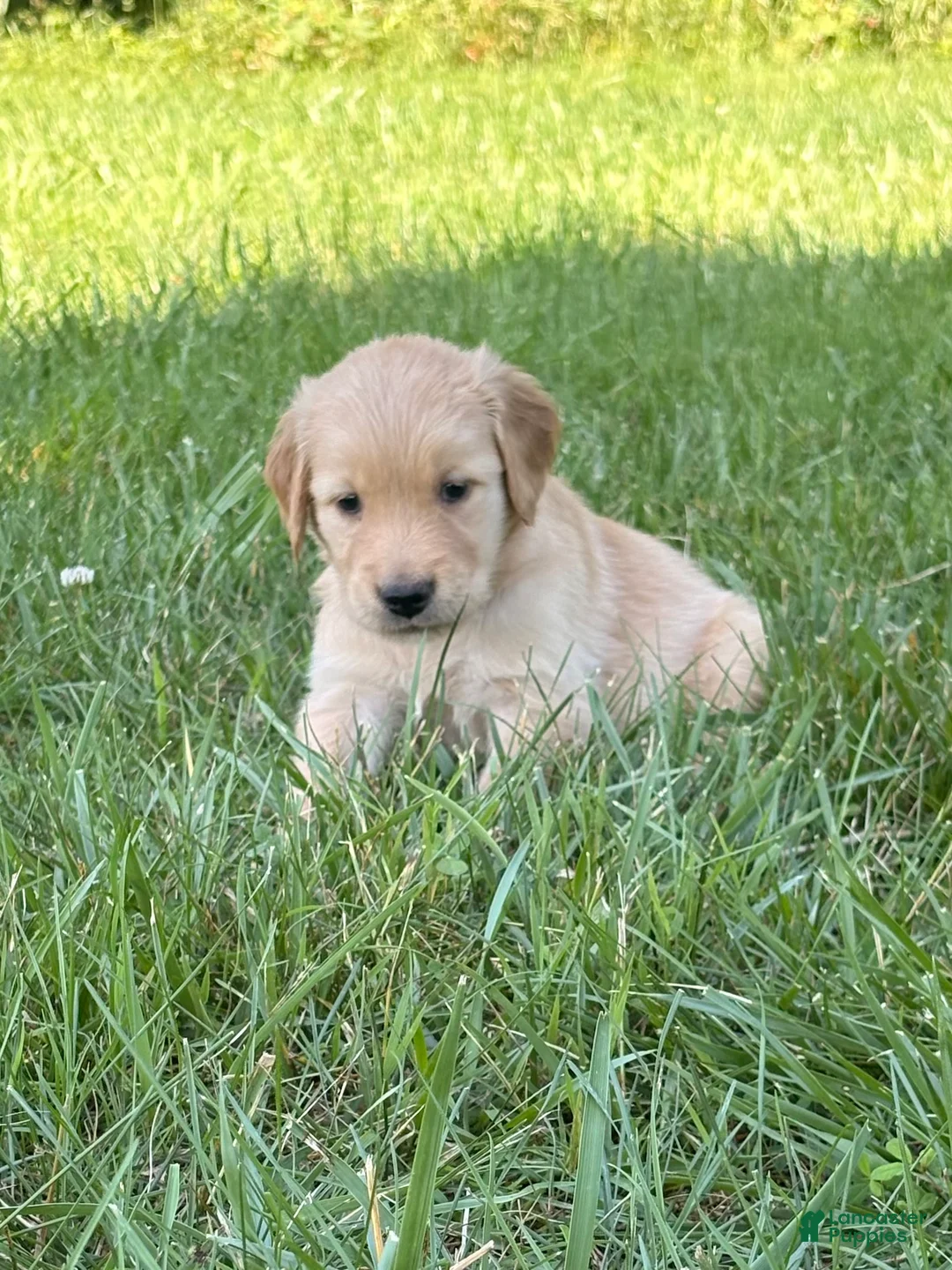 Golden Retriever dogs for sale: Ginny - Ad 2