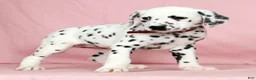 Dalmatian dogs for sale: Hailey - Ad 4