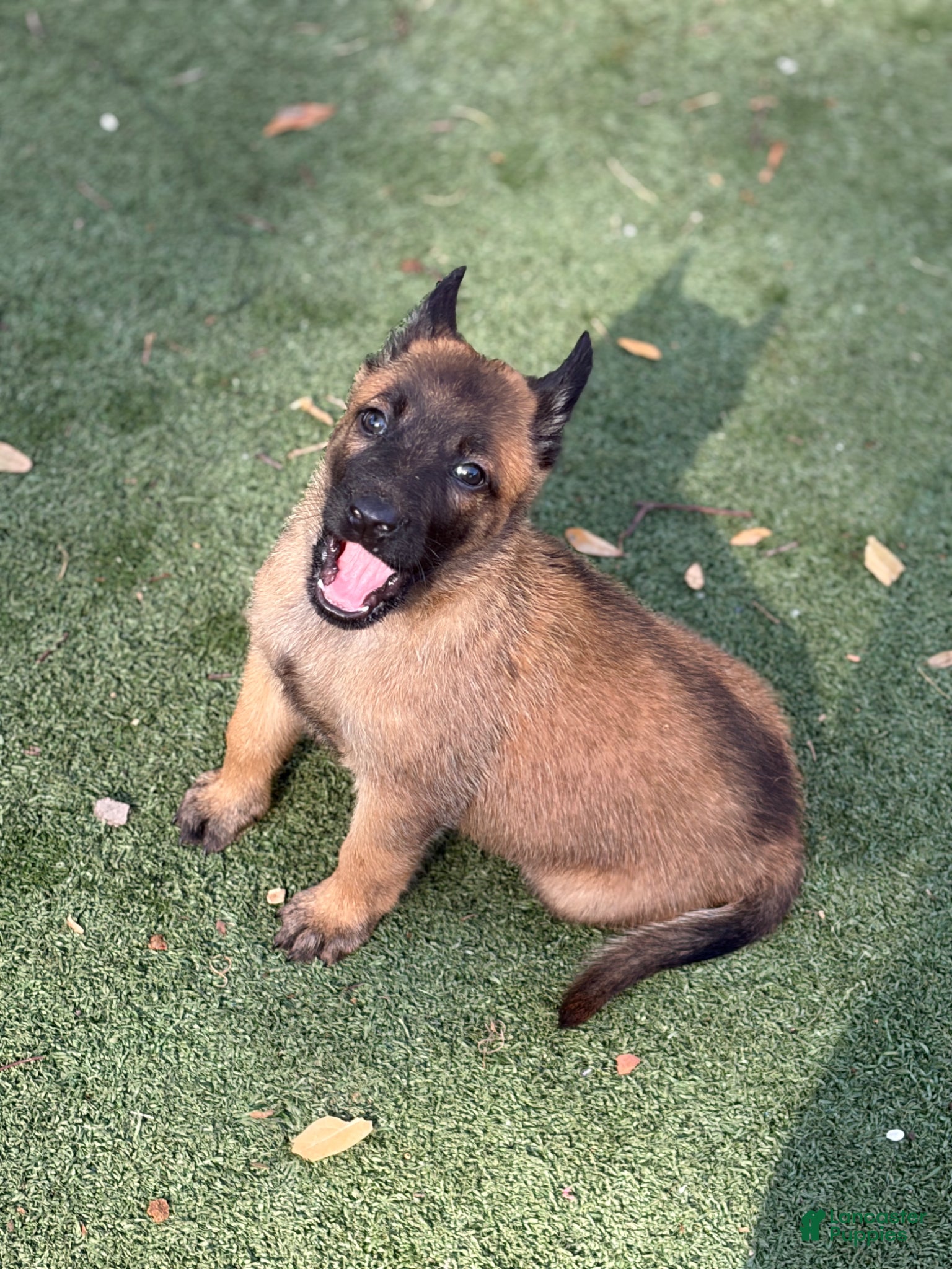 Belgian Malinois dogs Belgian Malinois Puppy 6 - Ad 6