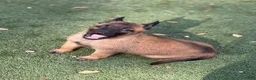 Belgian Malinois dogs for sale: Belgian Malinois Puppy 6 - Ad 1
