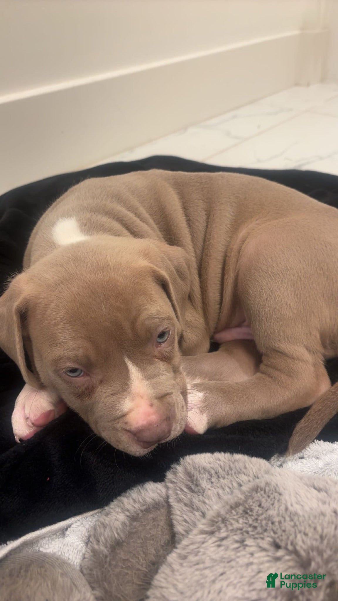 American Pit Bull Terrier dogs American Pit Bull Terrier 1 - Ad 39
