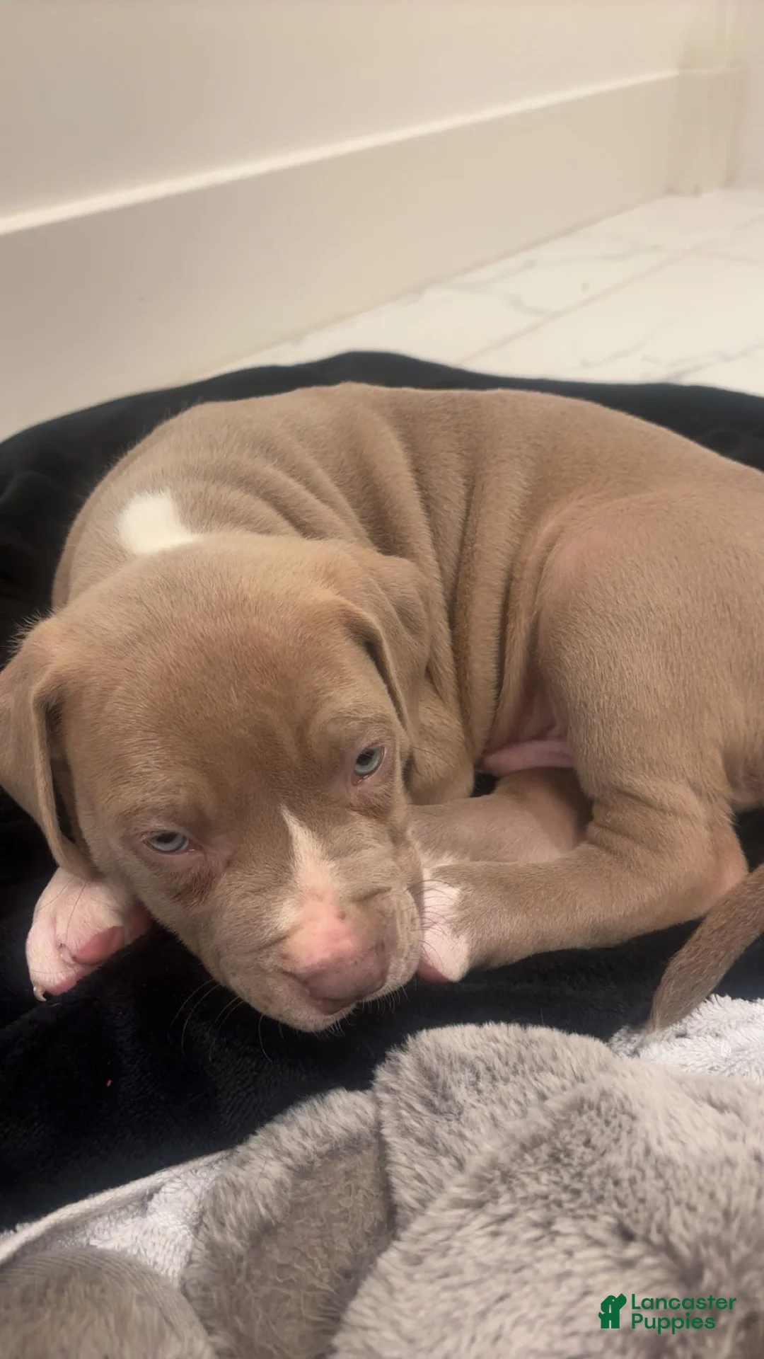 American Pit Bull Terrier dogs for sale: American Pit Bull Terrier 1 - Ad 1