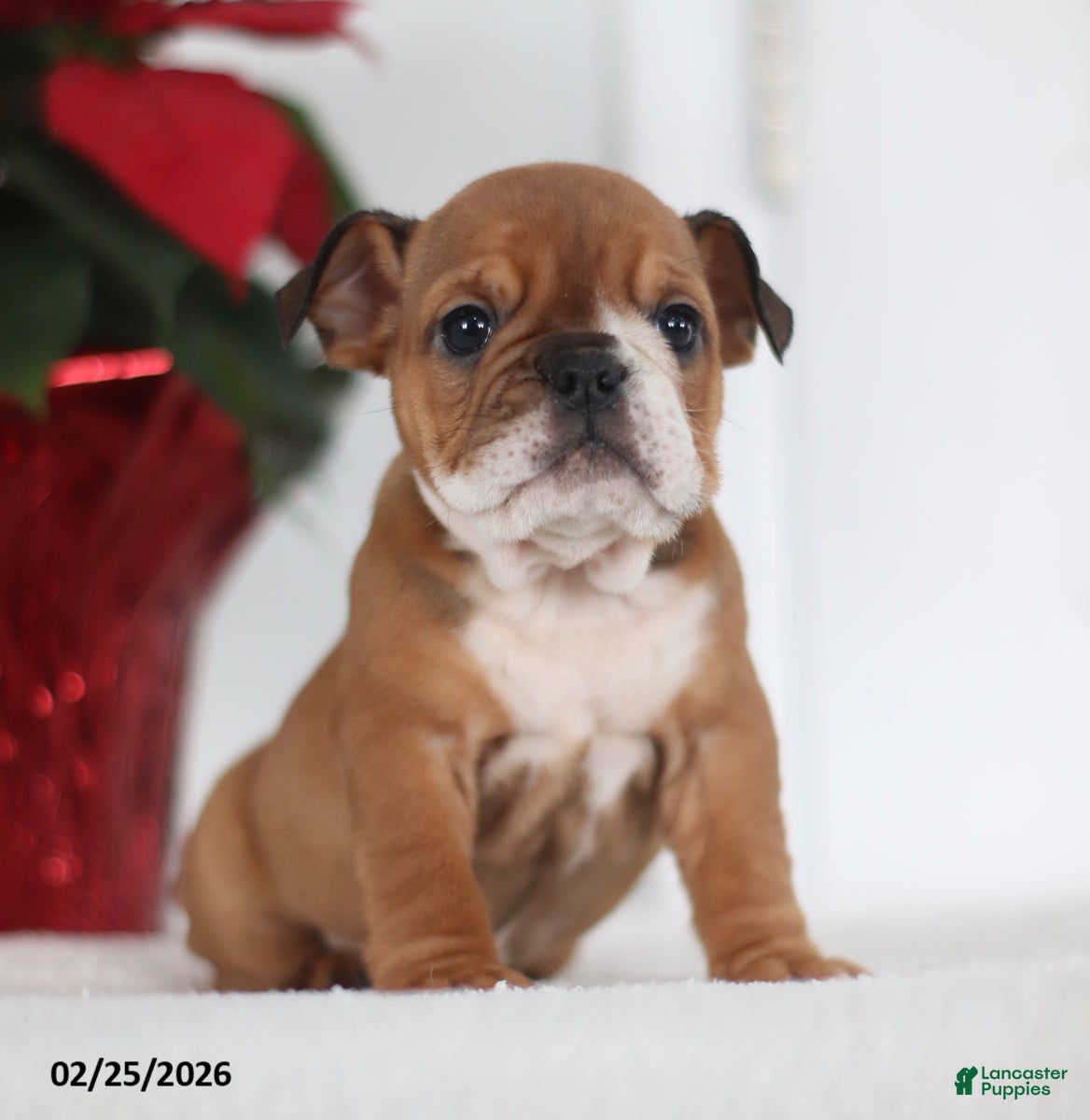English Bulldog dogs Ruthee - Ad 2