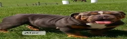 English Bulldog dogs for sale: Samson - Ad 11
