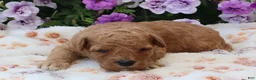 Mini Goldendoodle dogs for sale: Chester - Ad 6