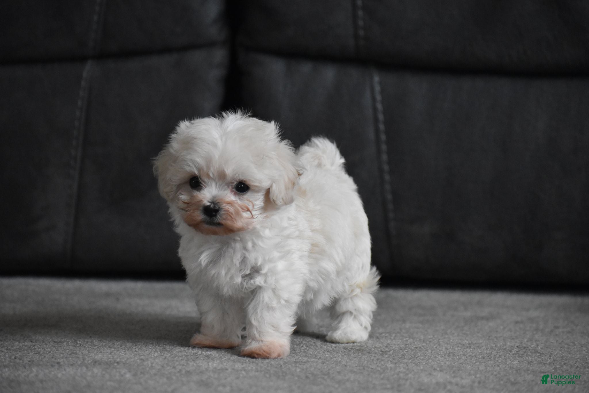 Maltipoo dogs Archie - Ad 1