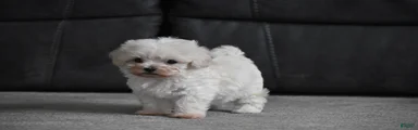 Archie