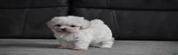 Maltipoo dogs for sale: Archie - Ad 4
