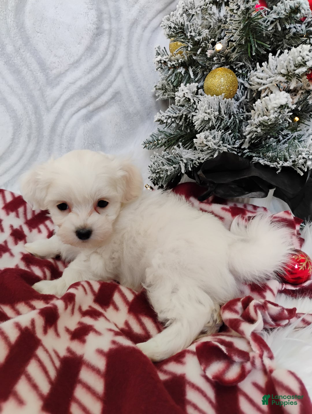 Mixed Breed dogs for sale: Bella - Ad 2