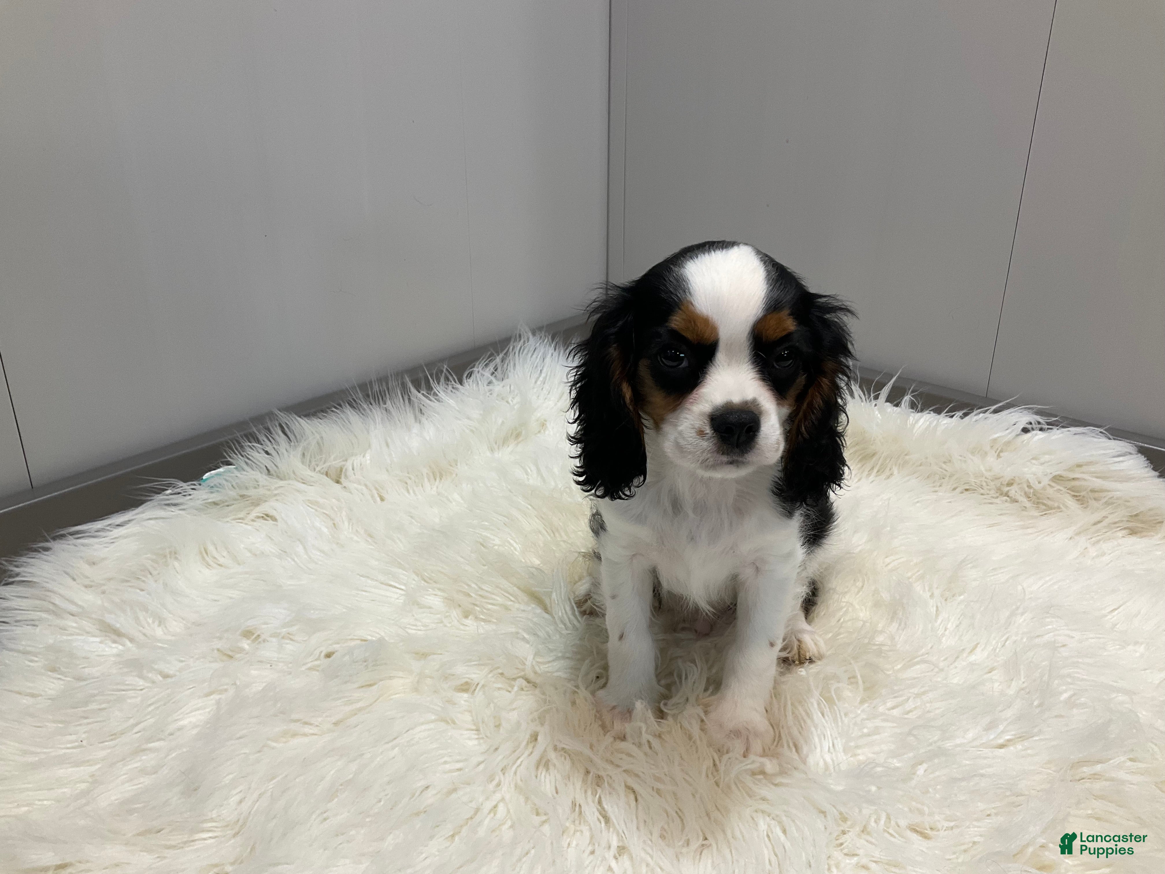 Maltese Puppies Lowchen Cross Cavalier King Charles Blenheim