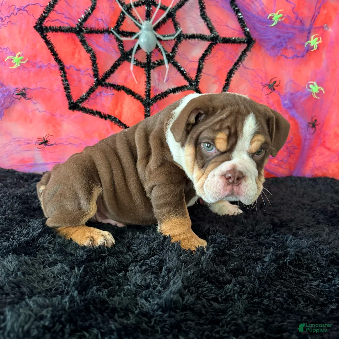 English Bulldog dogs for sale: Apolo - Ad 9