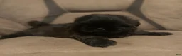 Shih Tzu dogs for sale: Scooter - Ad 3