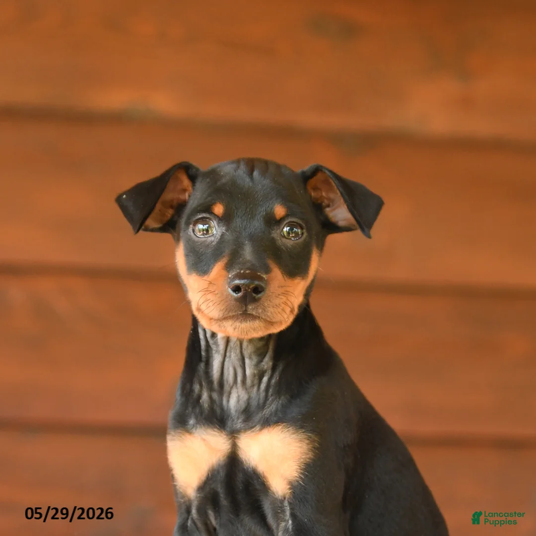 Miniature Pinscher dogs for sale: Casper - Ad 5