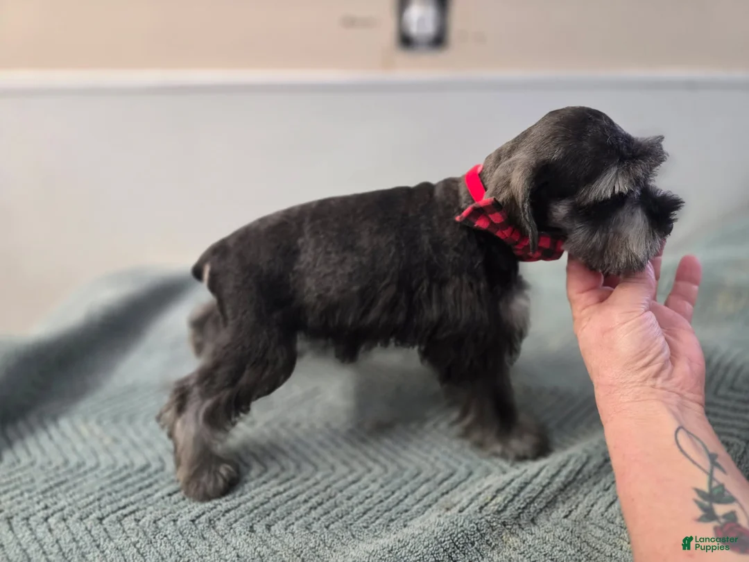 Miniature Schnauzer dogs for sale: Miniature Schnauzer Puppy 2 - Ad 1