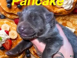 German Shepherd dogs Pancake - Ad 33