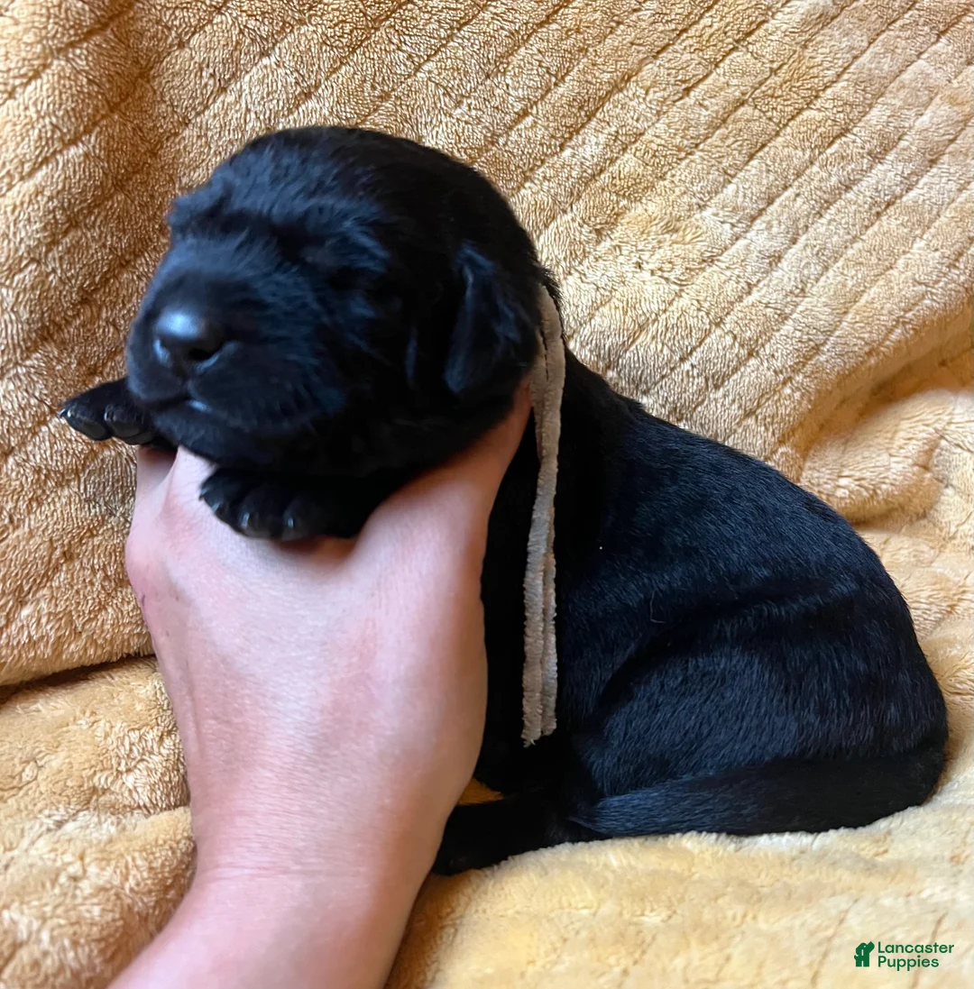 Labrador Retriever dogs for sale: Jackie - Ad 2
