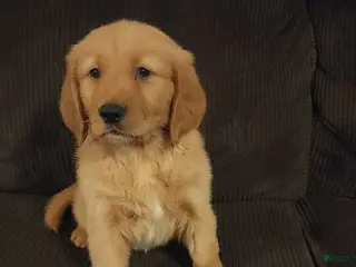 Golden Retriever dogs Brownie - Ad 11