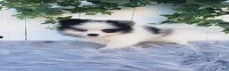 Pomeranian dogs for sale: Cody  - Ad 6