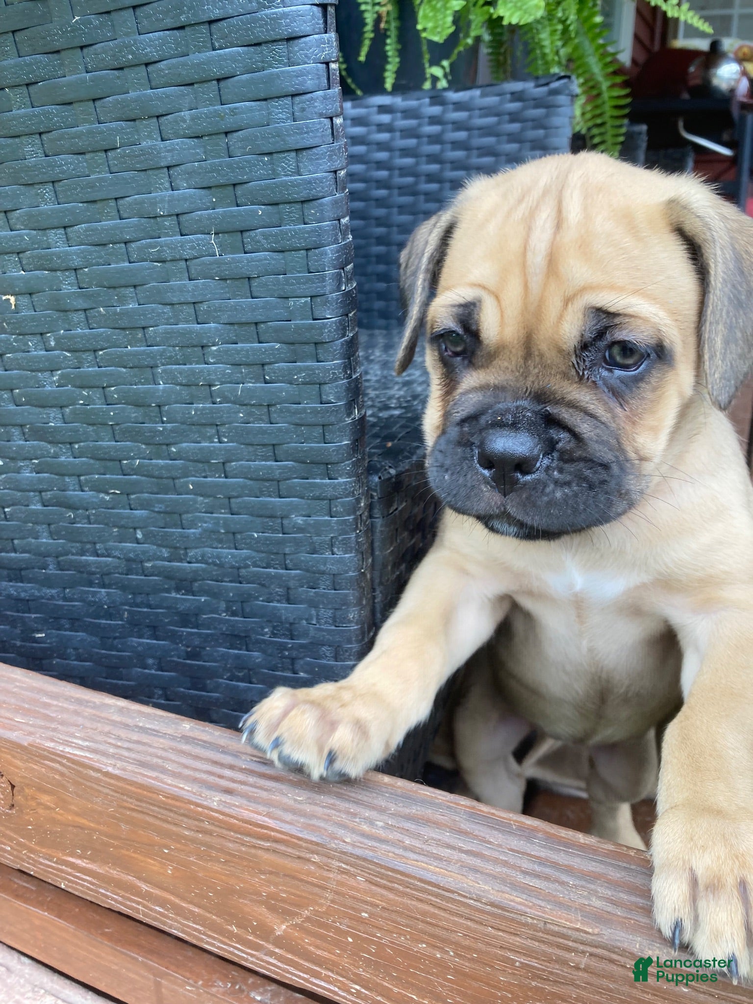 Cane Corso dogs Cane Corso 5 - Ad 2