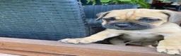 Cane Corso dogs for sale: Cane Corso 5 - Ad 2