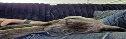 Cane Corso dogs for sale: Cane Corso Puppy 1 - Ad 3