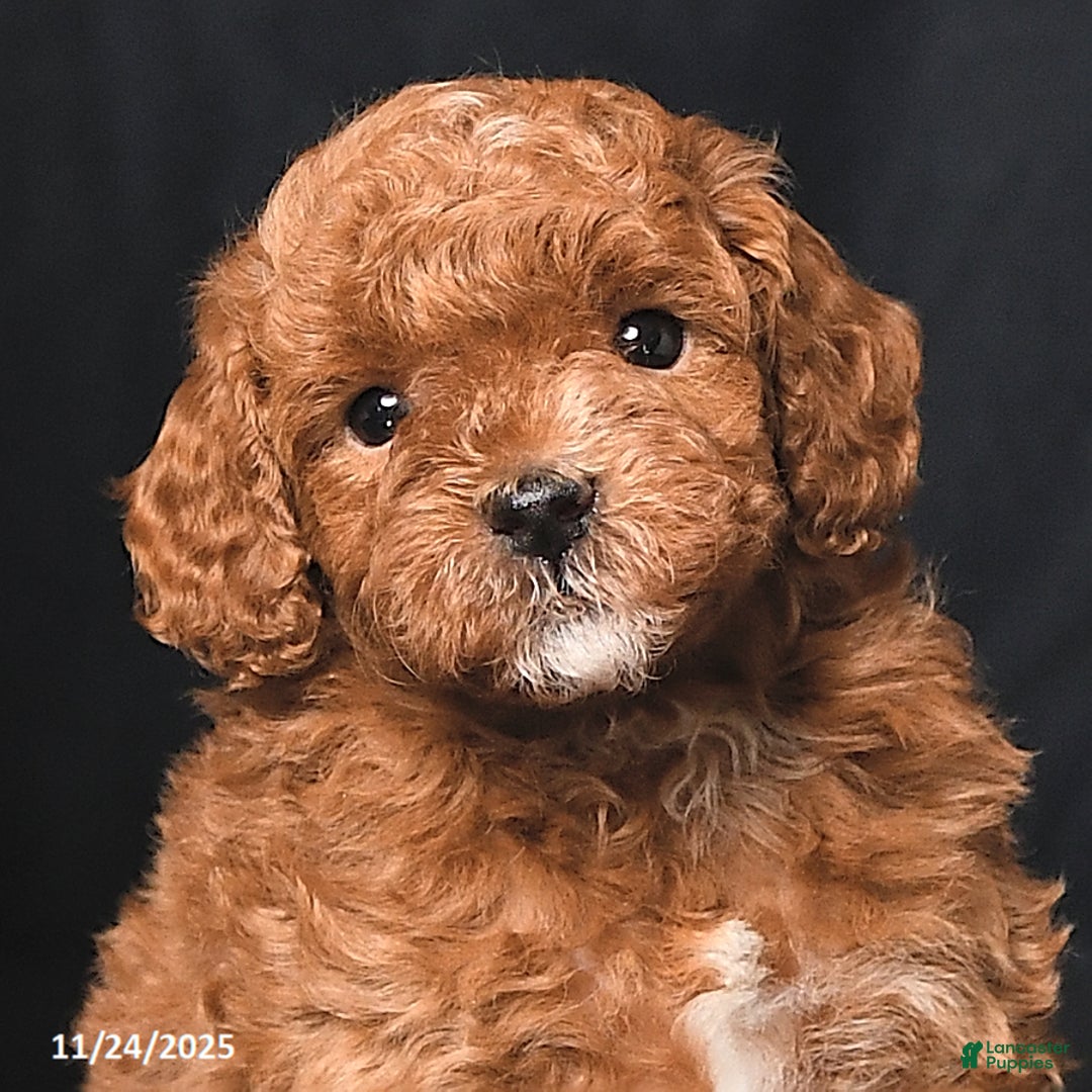 Toy Poodle dogs for sale: Dasher - Ad 4