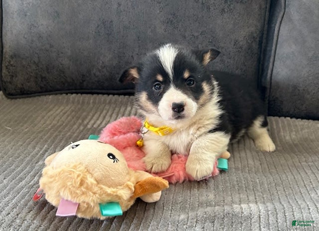 Gallery Image {{count}}