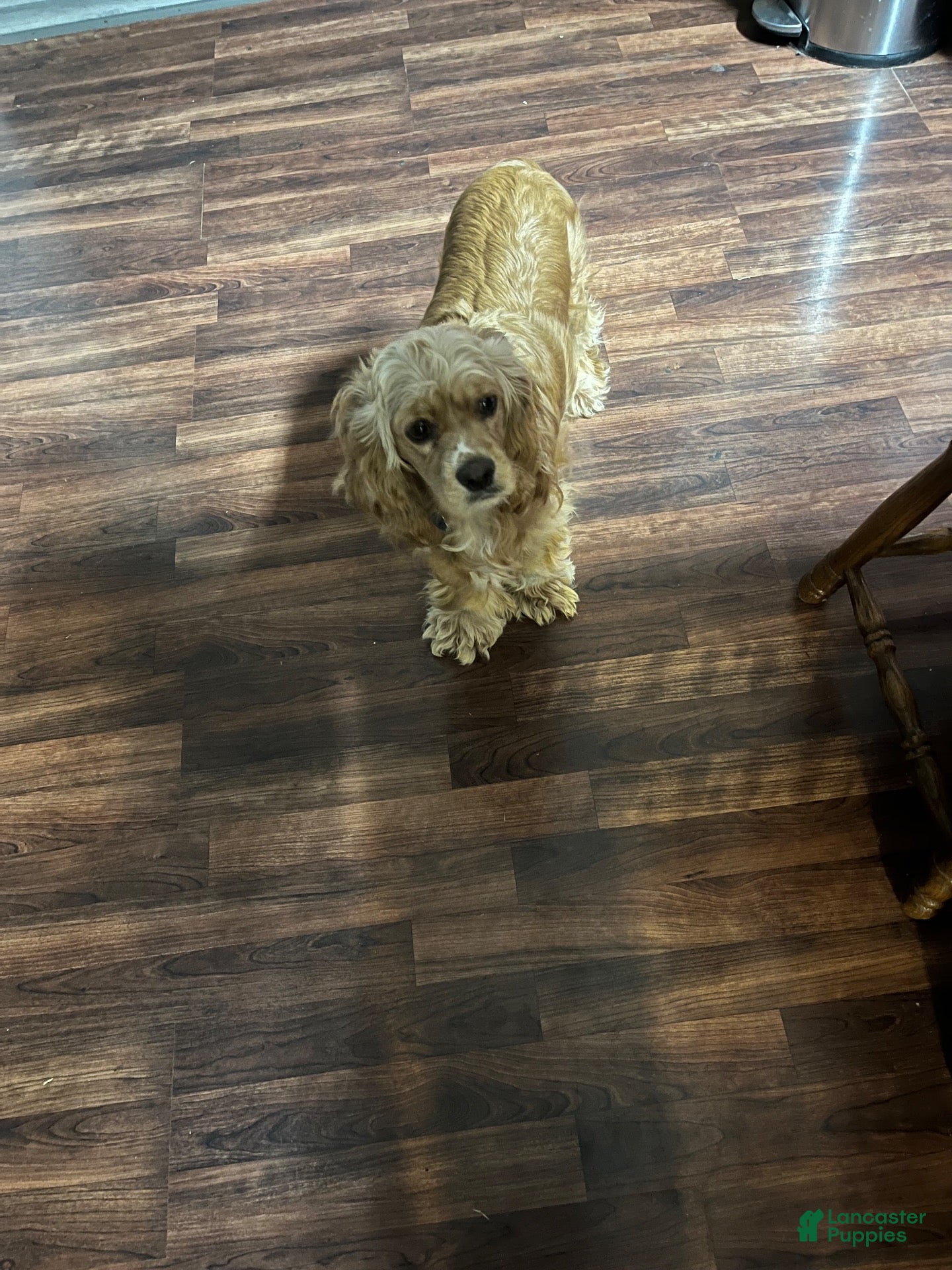 Cocker Spaniel dogs for sale: Cocker Spaniel 3 - Ad 2